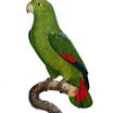 Black-billed Parrot